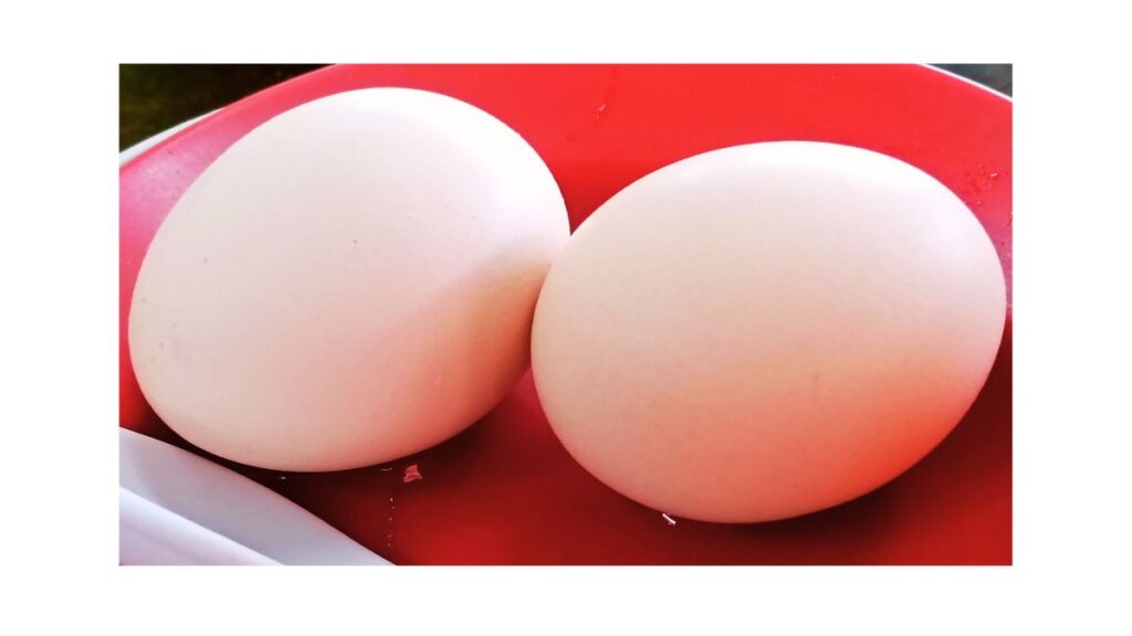 egg 1200 X 675 centre